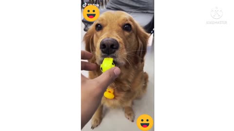 Cute dogs funny compilations tiktok