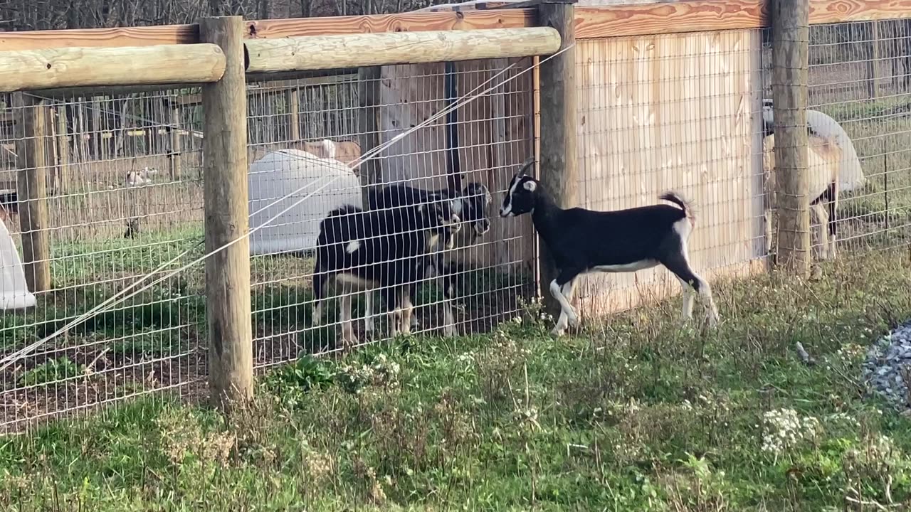 Goat Foreplay 11.2022