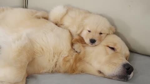 What Does A Golden Retriever Do When It Finds A Sleeping Puppy