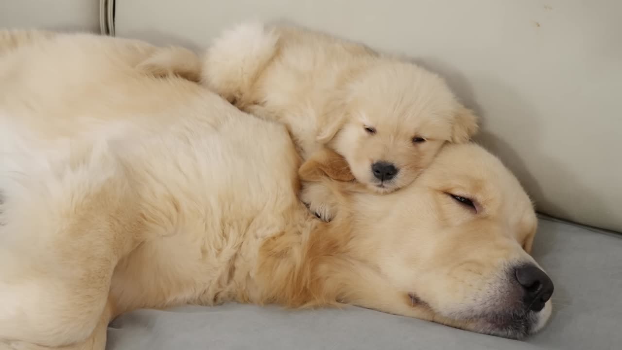 What Does A Golden Retriever Do When It Finds A Sleeping Puppy