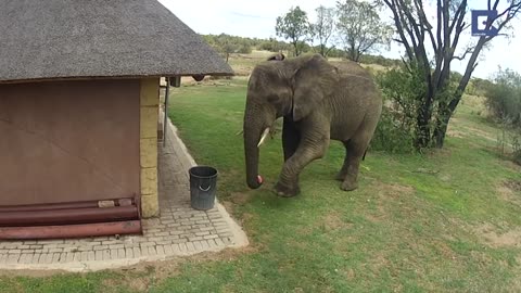 A responsible Elephant throwing away trash left by irresponsible humans.