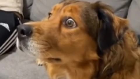 This Dog Like This Is Some Scary Sh*t Here!