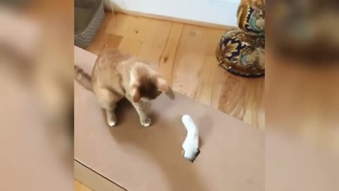 Funny Animal Videos| Funny Cats and dogs Videos| Try not to laugh challenge
