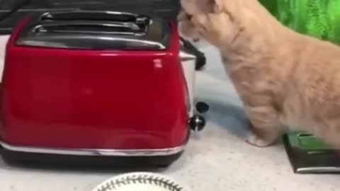 Cats and Dogs cute video compilation