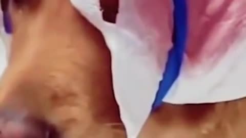 Interesting pets