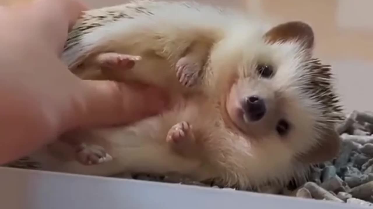 More tummy rubs please 🤣🤣🤣😍