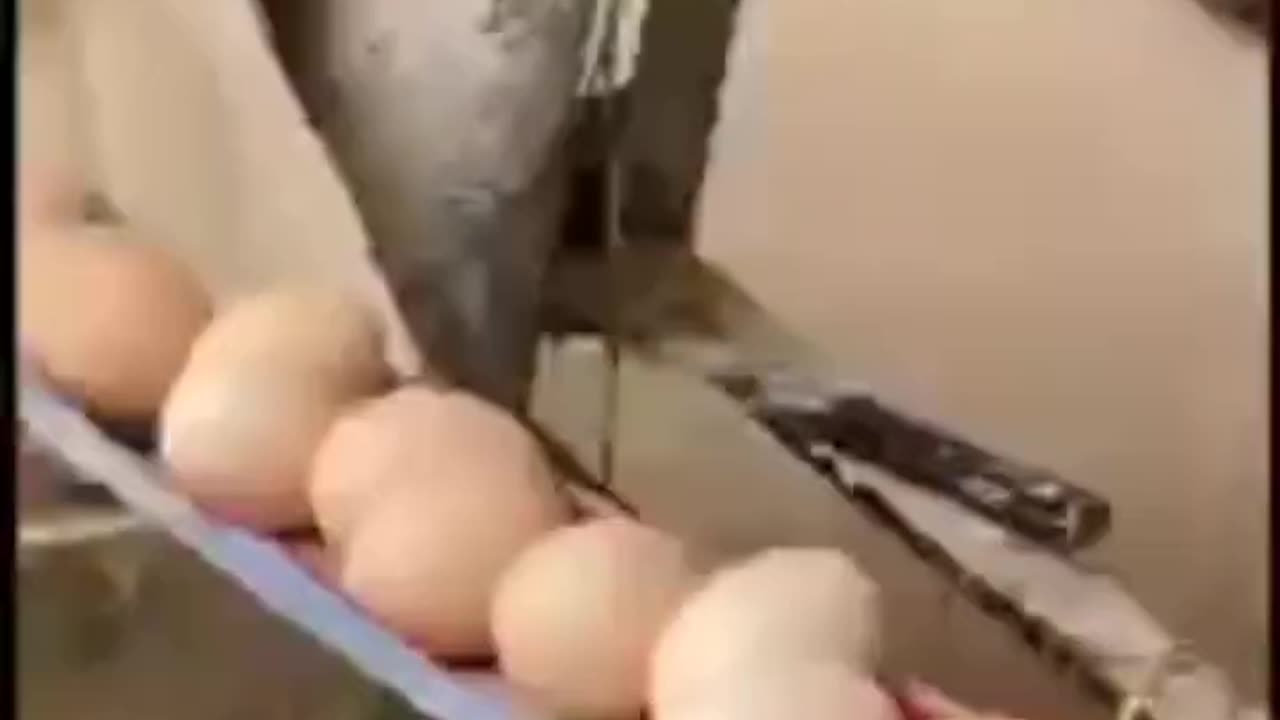 Egg Technology #Entertainment #Technology