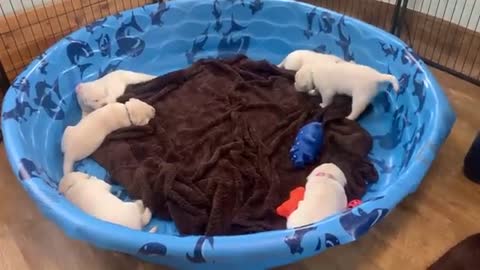 They’re OUT! Watch the Puppies Settle in to their NEW Play Room!
