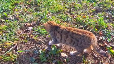 Cute kitten and cute cat eating food. These cats are very beautiful