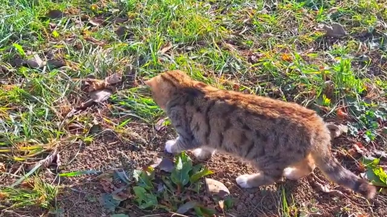Cute kitten and cute cat eating food. These cats are very beautiful