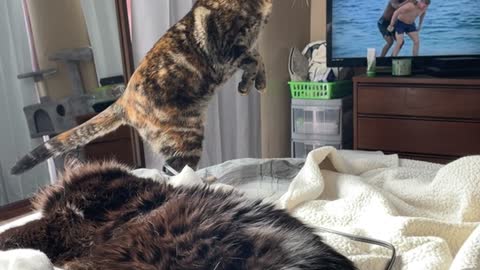 Cautious Cat Is on the Lookout