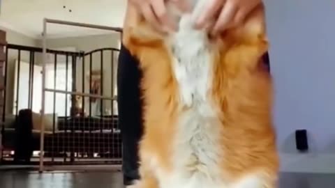 feed the wild fox #shorts #foxfamily #fox #pets