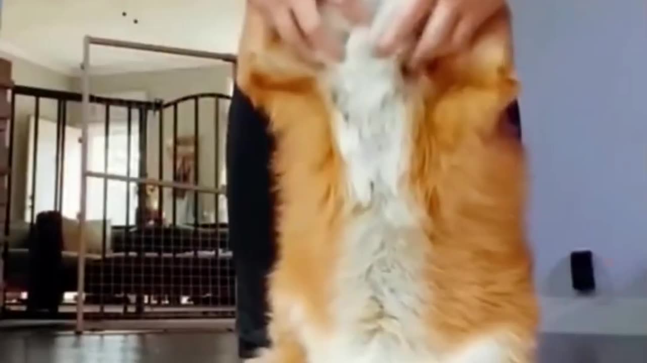 feed the wild fox #shorts #foxfamily #fox #pets