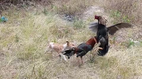 Puppy Tries to Stop Fighting Roosters
