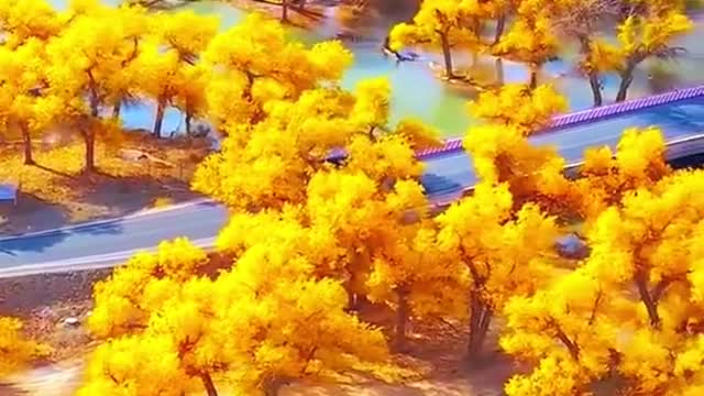 #foryou #beauty #lake #tree #scenery