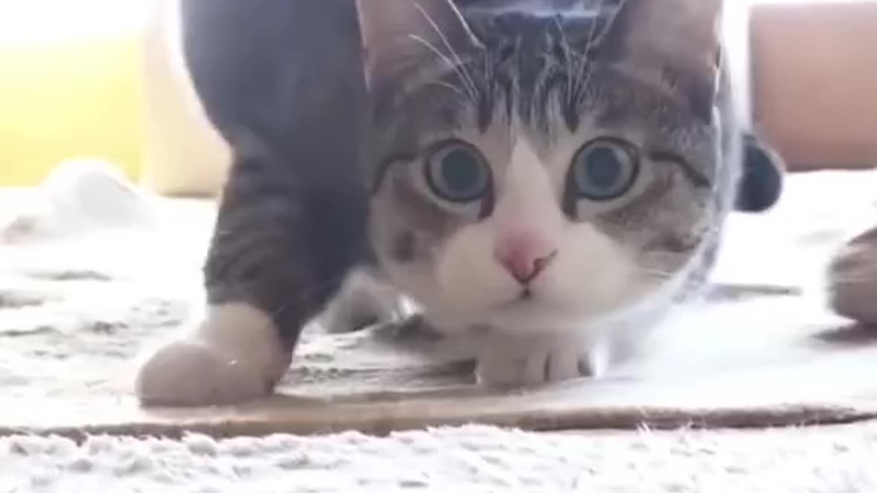 "Feline Funnies: Hilarious Cat Antics Caught on Camera"