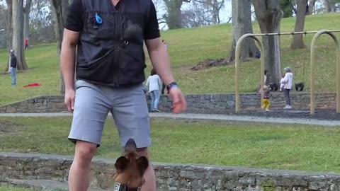 i am training my dog inside the park