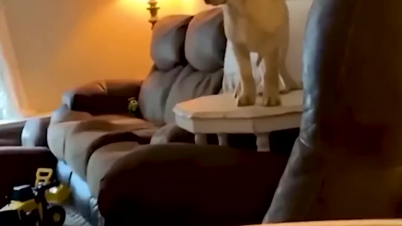 Funny-Animal-Videos-Of-The-Day-0038-fyp-_15