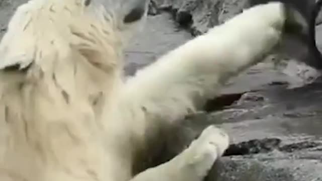 #todaywelearned polar bears are hilarious 🤣 ig zookeeperguy #polarbears