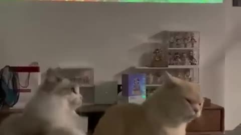 Crazy & Funny Pet Cats That Will Make Your Day😂 Animals LOL Moments 2023