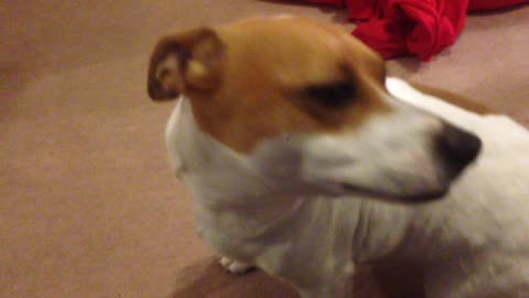 Adorable dog kisses and licks the air while he is scratched