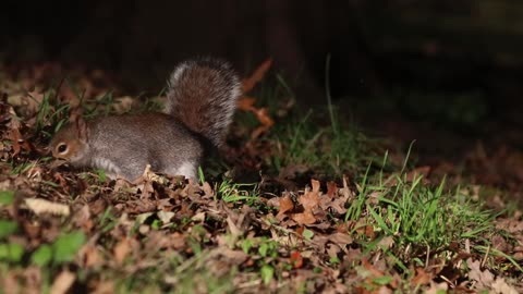 Squirrels are generally small rodents with slender bodies, bushy tails and large eyes.