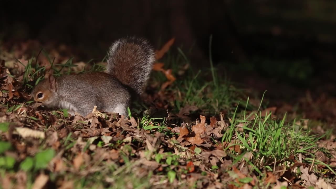 Squirrels are generally small rodents with slender bodies, bushy tails and large eyes.