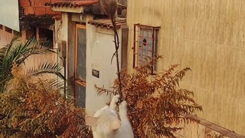 Cats chasing the mouse