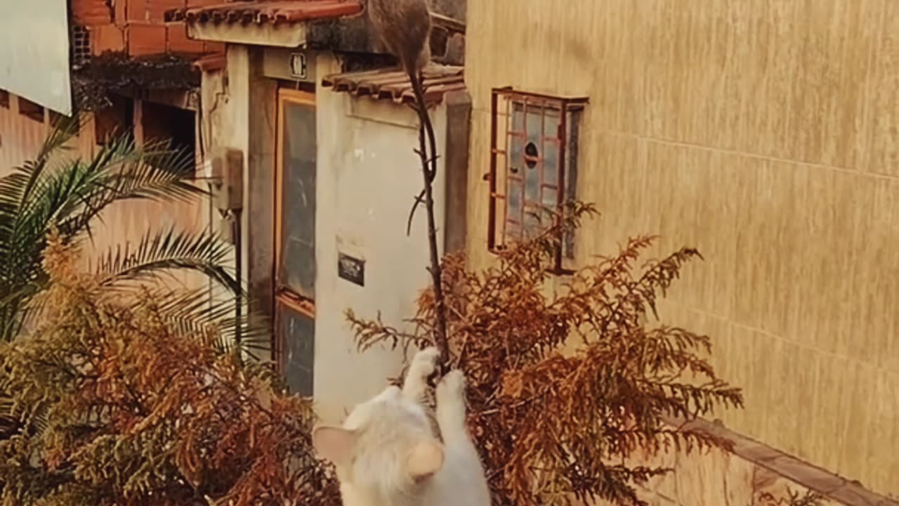 Cats chasing the mouse
