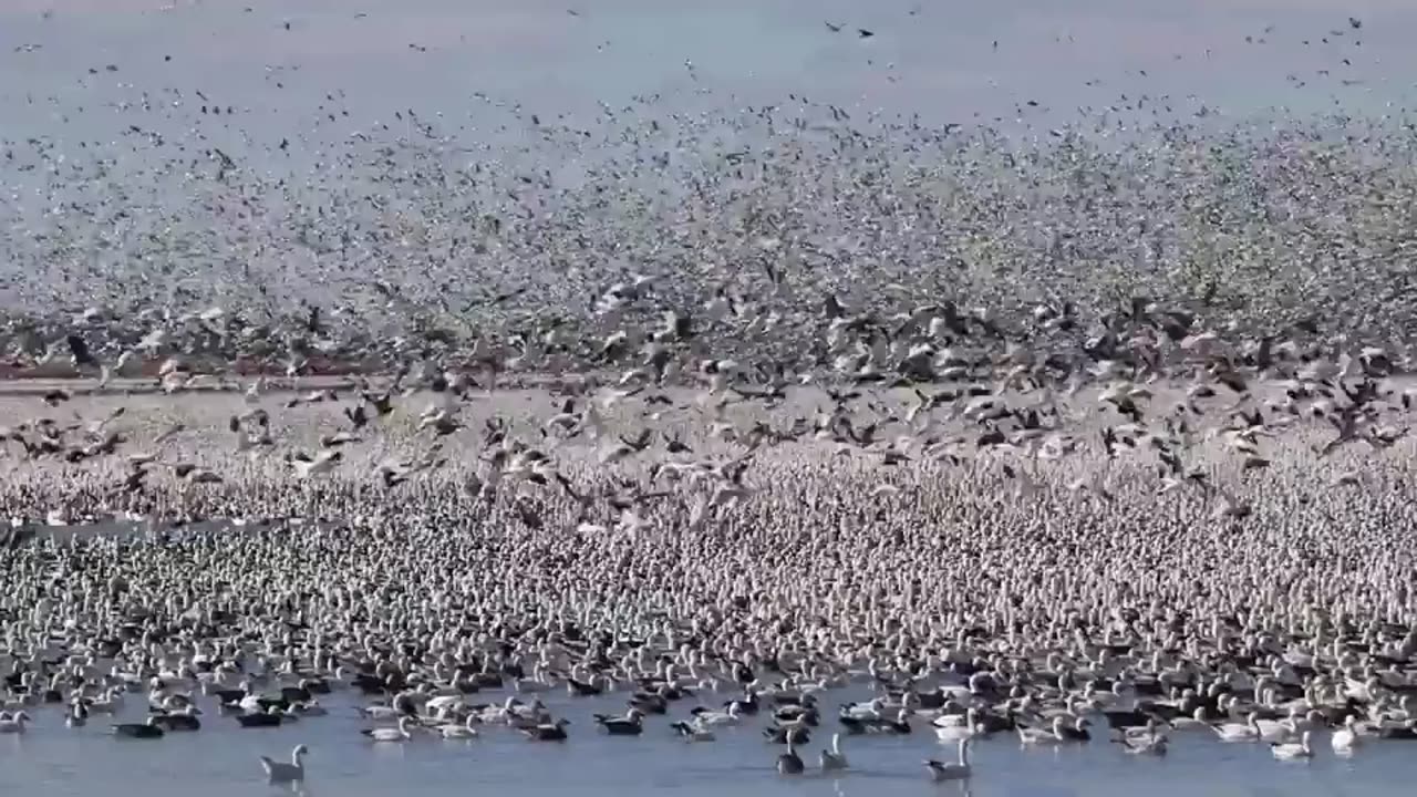 animals video