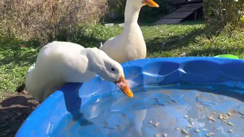 Ducks explore the house