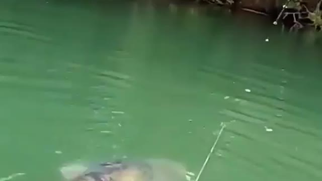 This is a beautiful and charming water-dwelling species