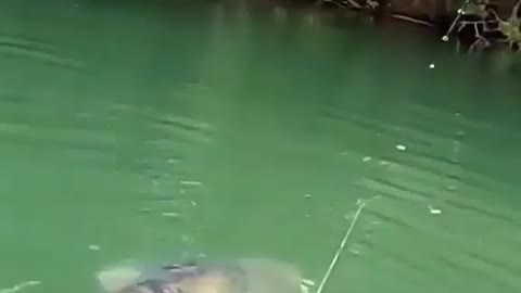 This is a beautiful and charming water-dwelling species