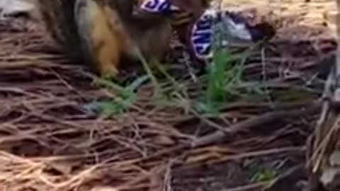 Squirrel Snickers