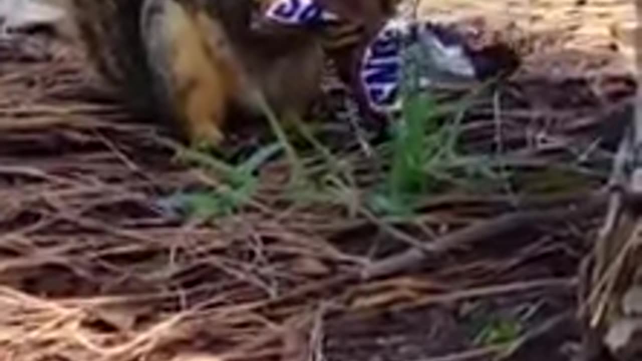 Squirrel Snickers