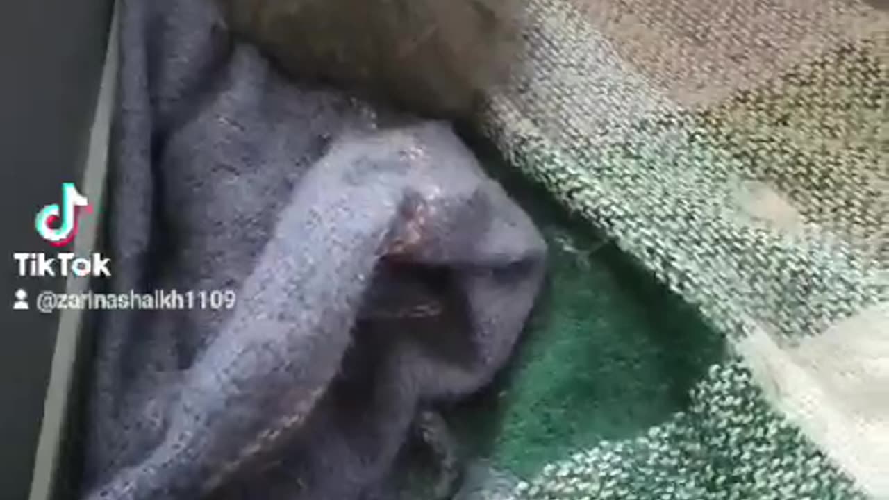 Kitten loves weeks kittens very naughty and funny.