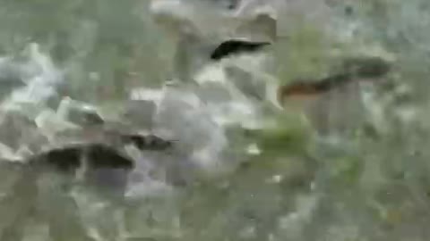 amazing animal in ukraine #shorts 2022
