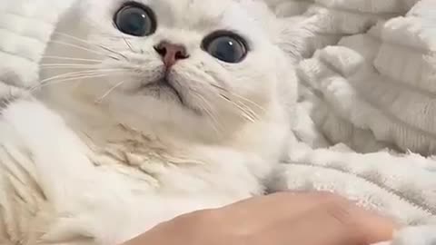 Best funny cat video 2023