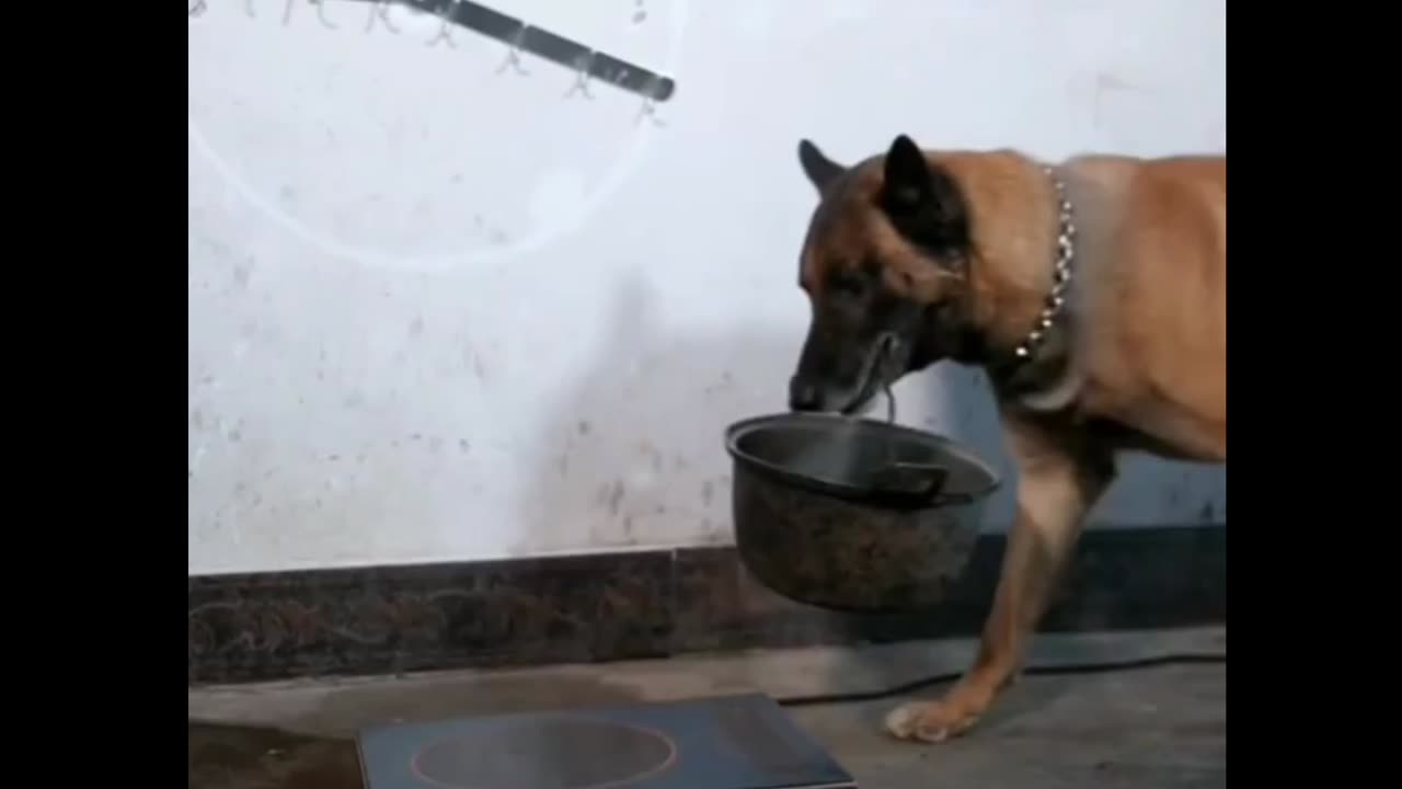 Cute dog 🐶🐕 working at home like a family member