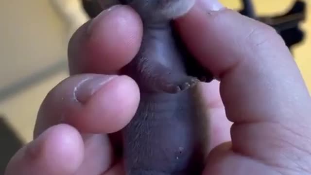 Animais Engraçados - Funny Animals and Cute #Pets