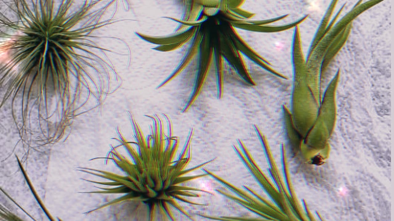 Air Plant Propagation