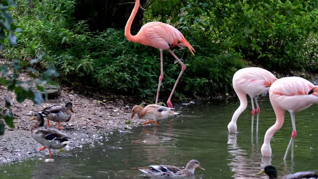 Combine swans and ducks