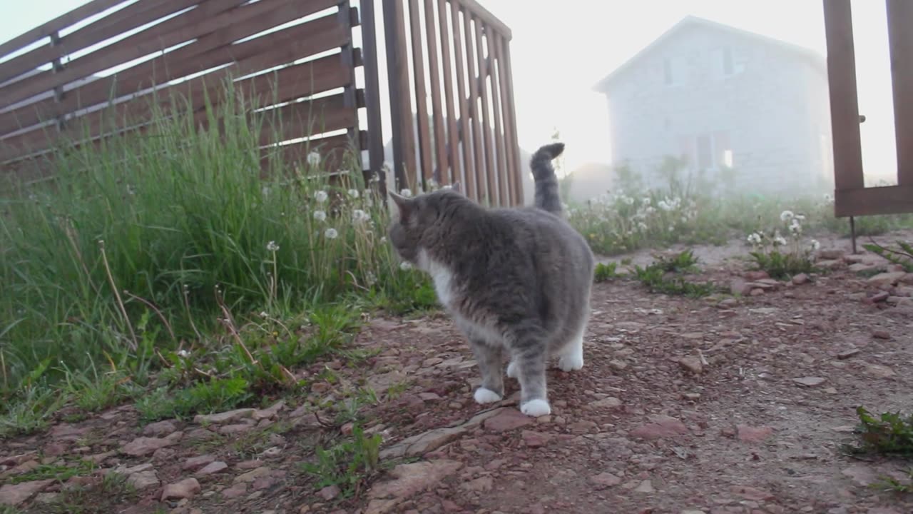 Cat and dog playing together 🐈🐾🐕