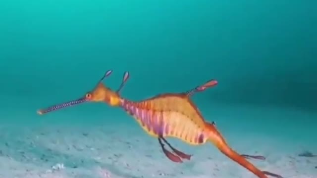 This is a beautiful and charming water-dwelling species