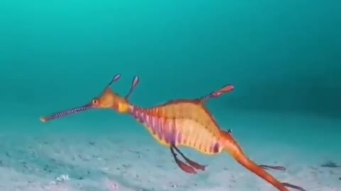 This is a beautiful and charming water-dwelling species