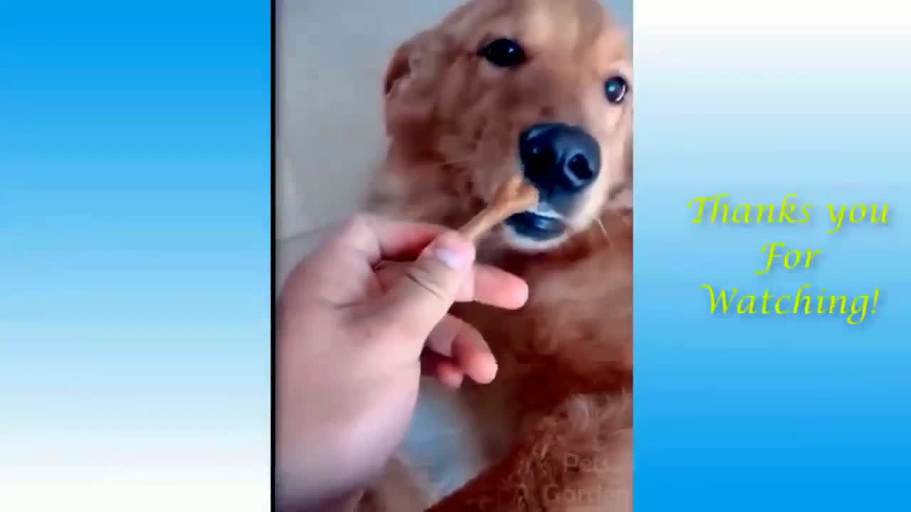 Dog Tamed by Snack