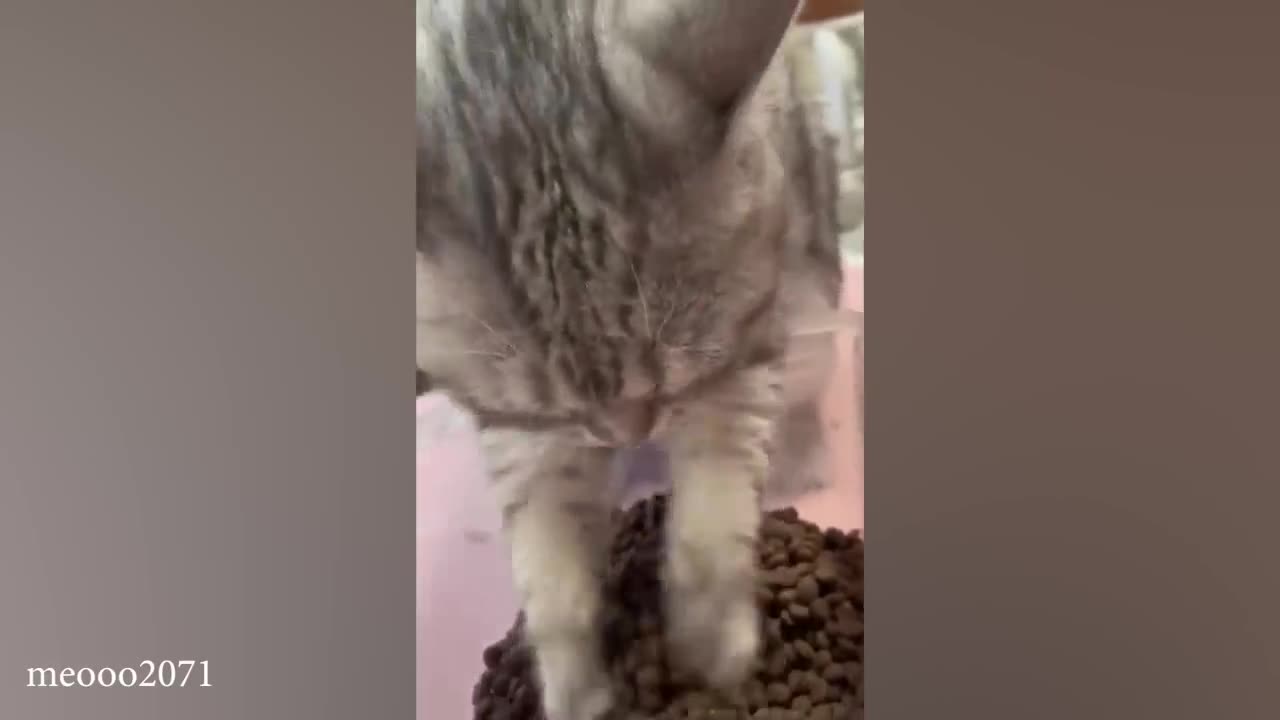 funny cat video