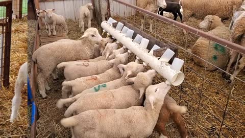 Sheep Farming_ The Fall Lambs