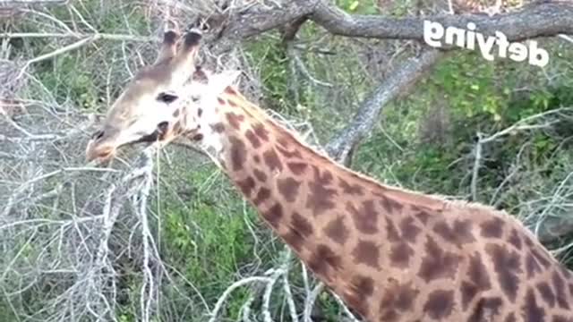 It’s a wonder a giraffe survives with a hole in its neck