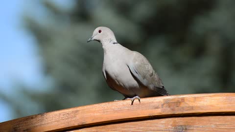 Lovely Dove 02